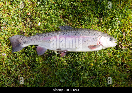 Rainbow trout caught at Meon Springs trout fishery Hampshire England. Stock Photo