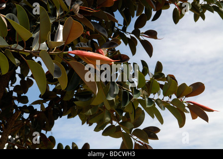 Leaves of a Rubber Tree (Ficus elastica) Stock Photo