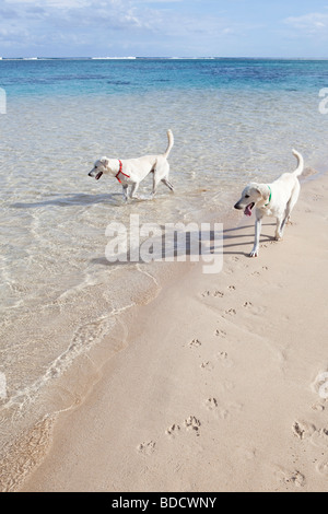 yellow labradors at the sea in summer Stock Photo - Alamy