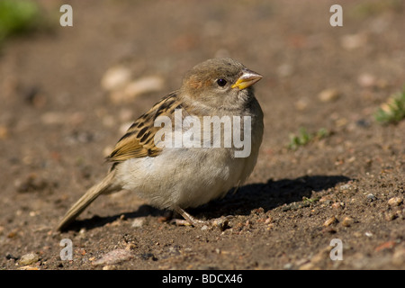 The pretty young sparrow sits on the earth Stock Photo