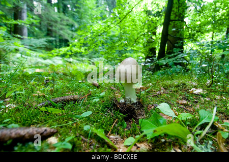 mushroom in an Alpine forest