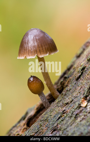 Clustered Bonnet Mycena inclinata Stock Photo