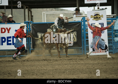Extreme bull Rodeo Cody Wyoming Animal game sport Stock Photo - Alamy