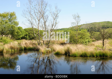 Cors Caron Nature Reserve Tregaron Ceredigion finest example of a raised bog in Britain Wales Cymru Stock Photo