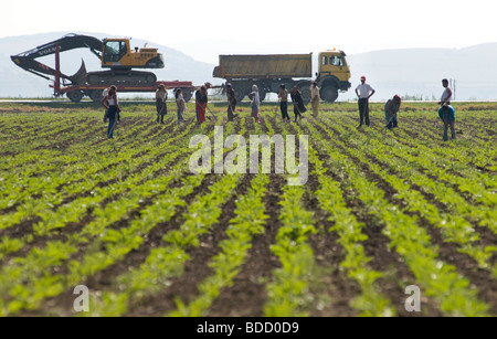 day labourers working at land north of Bucharest, Romania Stock Photo