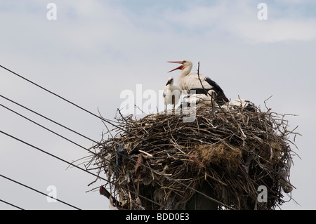 Stork with little storks Stock Photo