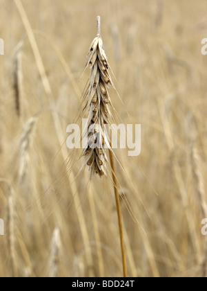 Oat plants and wheat ears Stock Photo - Alamy