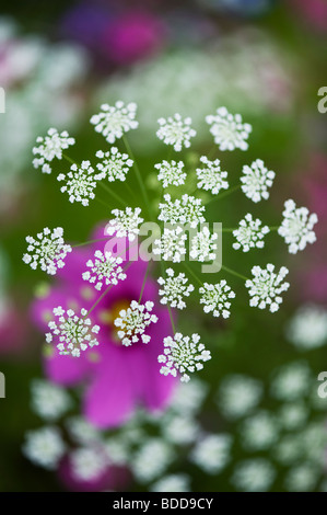 Ammi majus. Bullwart  / Bishops weed flowering in front of cosmos flower Stock Photo