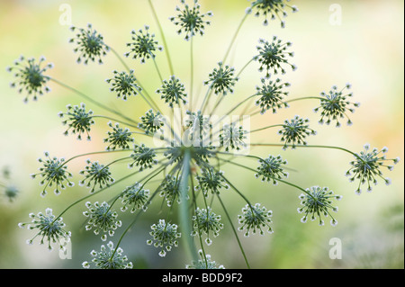 Ammi majus. Bullwort / Bishops weed flowering pattern Stock Photo