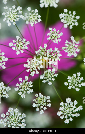 Ammi majus. Bullwart / Bishops weed flowering in front of cosmos flower Stock Photo