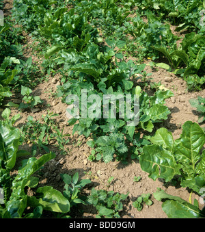 Various broad leaved weeds in rows of a young sugar beet crop Stock Photo