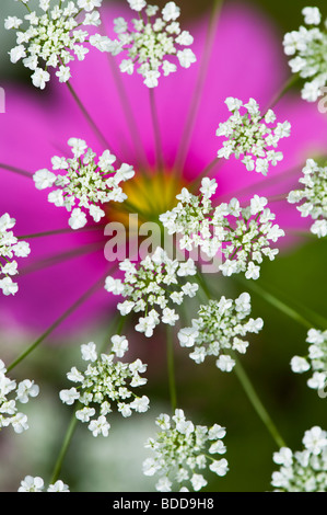 Ammi majus. Bullwart / Bishops weed flowering in front of cosmos flower Stock Photo