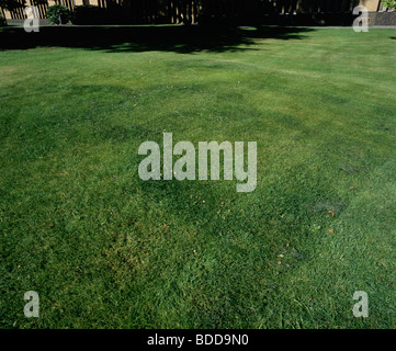 Fairy rings (Marasmius oreades) in a lawn at Reading University Stock Photo