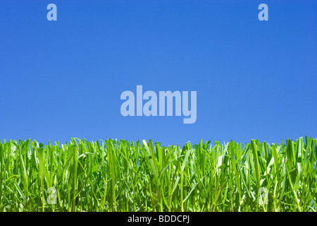 Cut grass, low angle against plain blue sky Stock Photo