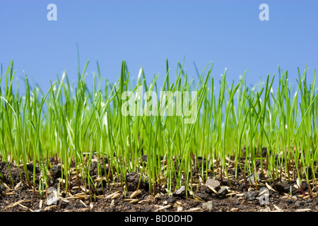 Grass seed germinating to make lawn. Stock Photo