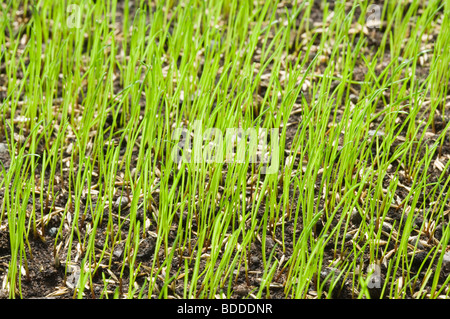 Grass seed germinating for lawn. Stock Photo