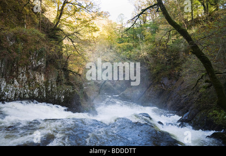 View down the Swallow Falls in full spate on Afon Llugwy river in Snowdonia National Park. Betws-y-Coed Conwy North Wales UK Britain. Stock Photo