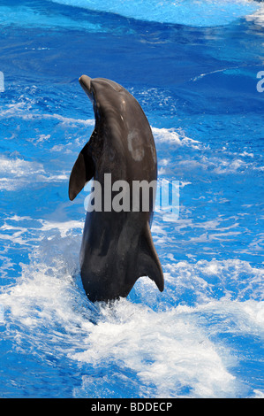Dolphin jumping in pool at marine mammal park Stock Photo - Alamy