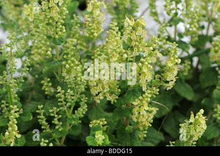 Wood Sage (Teucrium scorodonia) Stock Photo