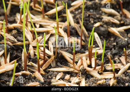 Grass seed germinating Stock Photo