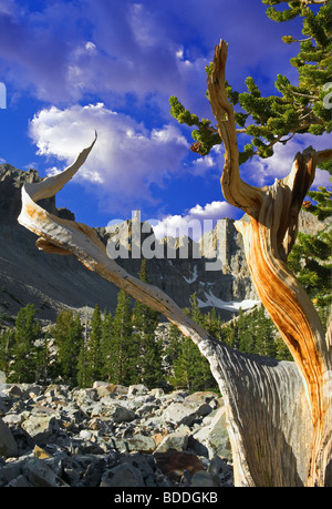 Close up of Bristlecone Pine and Wheeler Peak. Great Basin National Park, Nevada (This images has had a sky added)