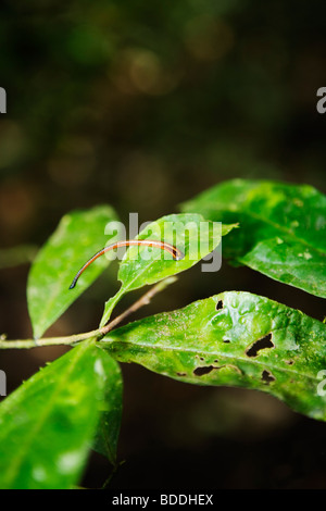 An inch-long tiger leech waiting for his victim in the rainforest in Borneo, Malaysia. Stock Photo