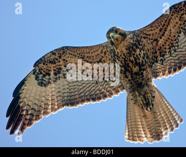 A juvenile Galápagos Hawk hovers overhead, searching for its next meal on the beach of Urbina Bay, Isabela Island, Galapagos. Stock Photo