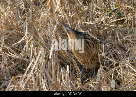 Great Bittern, Botaurus stellaris, Norfolk UK Stock Photo