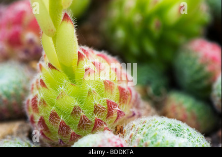 Sempervivum cillosum. Houseleek flower stem close up Stock Photo