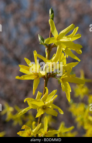 Forsythia suspensa var. fortunei Stock Photo