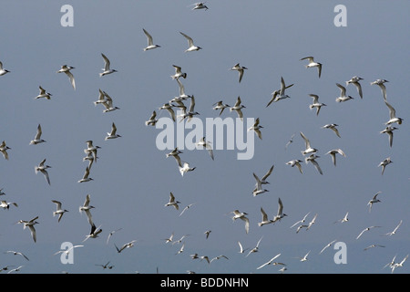 Flock of Sandwich Terns; Sterna sandvicensis; Stock Photo