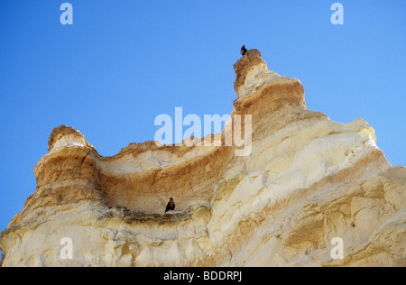 A pair of birds of prey perched on a brittle, layered clay escarpment in the desert of Santa Cruz province, Argentina. Stock Photo