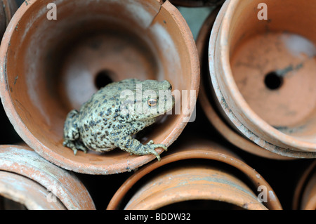 Beneficial garden wildlife, Common toad, (bufo bufo) predator of slugs aphids etc, hunting amongst terracotta pots, UK, June Stock Photo