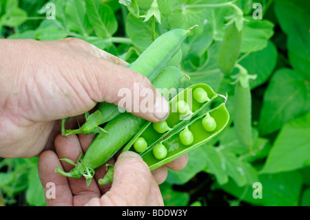 Garden peas, 'early onward', gardener holding pods showing peas inside, Norfolk, UK, July Stock Photo