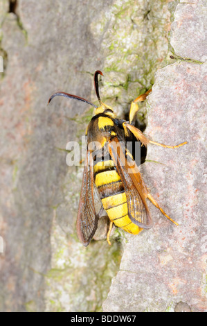 Moth, Hornet clearwing, (sesia apiformis) male crawling up Poplar trunk after emergence, Norfolk, UK, July Stock Photo