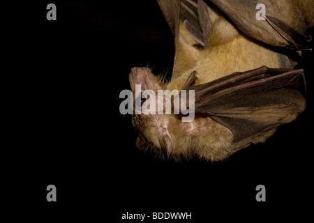 Fruit bat (Rousettus aegyptiacus) Stock Photo