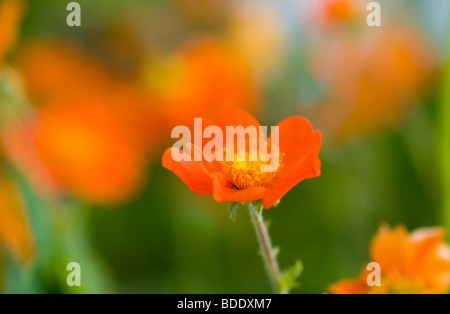 Geum. Beautiful red flowers (shallow DoF) Stock Photo