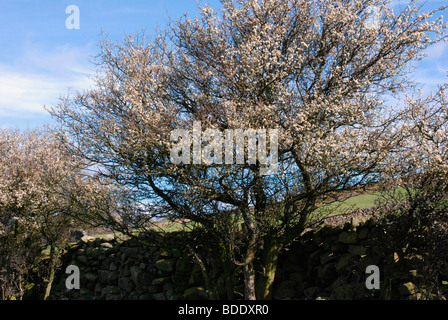 Blackthorn trees at blossom time Stock Photo