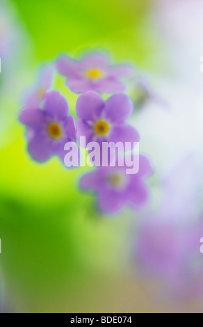 Impressionistic close up of tiny violet blue flowers of Forget-me-not or Myosotis with backlit yellow green  background Stock Photo