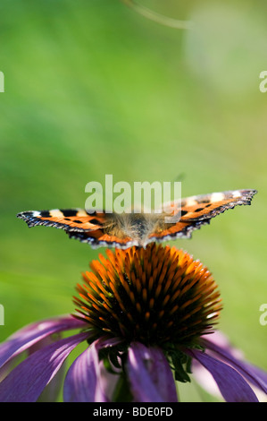 Small tortoiseshell butterfly on an Echinacea purpurea flower Stock Photo