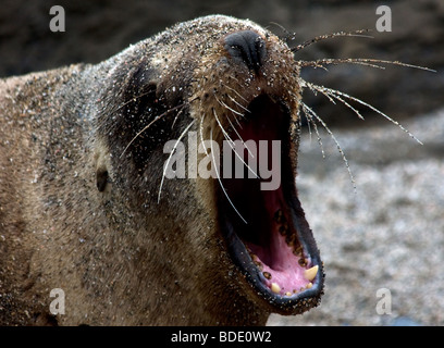 New Zealand fur seal. Stock Photo