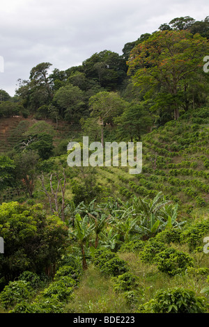 Coffee plantation in the Monteverde Cloudforest, central Costa Rica. Stock Photo