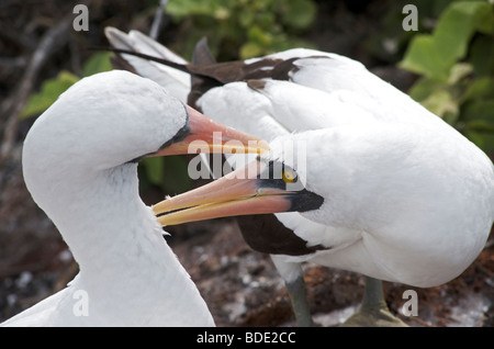 Pair of Nazca Booby birds prening each other on ground, Genovesa Island, Galapagos Islands, Ecuador, South America Stock Photo