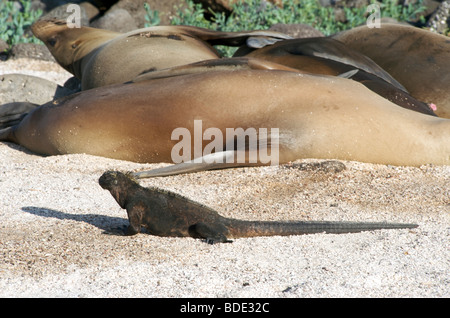 Female Galapagos Sea Lions and lone Marine Iguana lying on beach, Seymour Island, Galapagos Islands, Ecuador, Pacific Ocean. Stock Photo