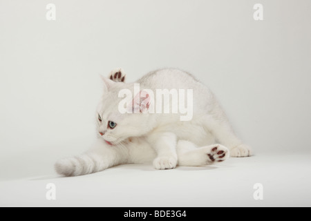 British Shorthair Cat, kitten, silver-shaded Stock Photo