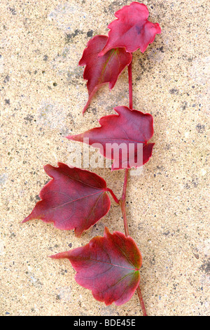 Japanese maple (Acer palmatum) 'bloodgood' leaves Stock Photo