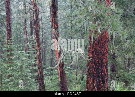 ponderosa pine forest (Pinus ponderosa), Norbeck Wildlife Preserve, Black Hills National Forest, South Dakota Stock Photo