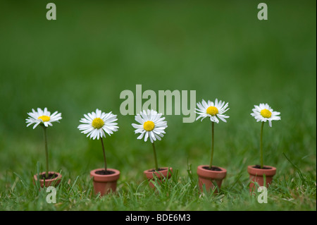 Daisies in miniature flower pots on a lawn Stock Photo