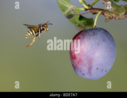 Median wasps Dolichovespula media and Common wasp Vespula vulgaris feeding on plum Stock Photo