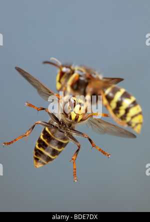 median wasp Dolichovespula media in flight Stock Photo